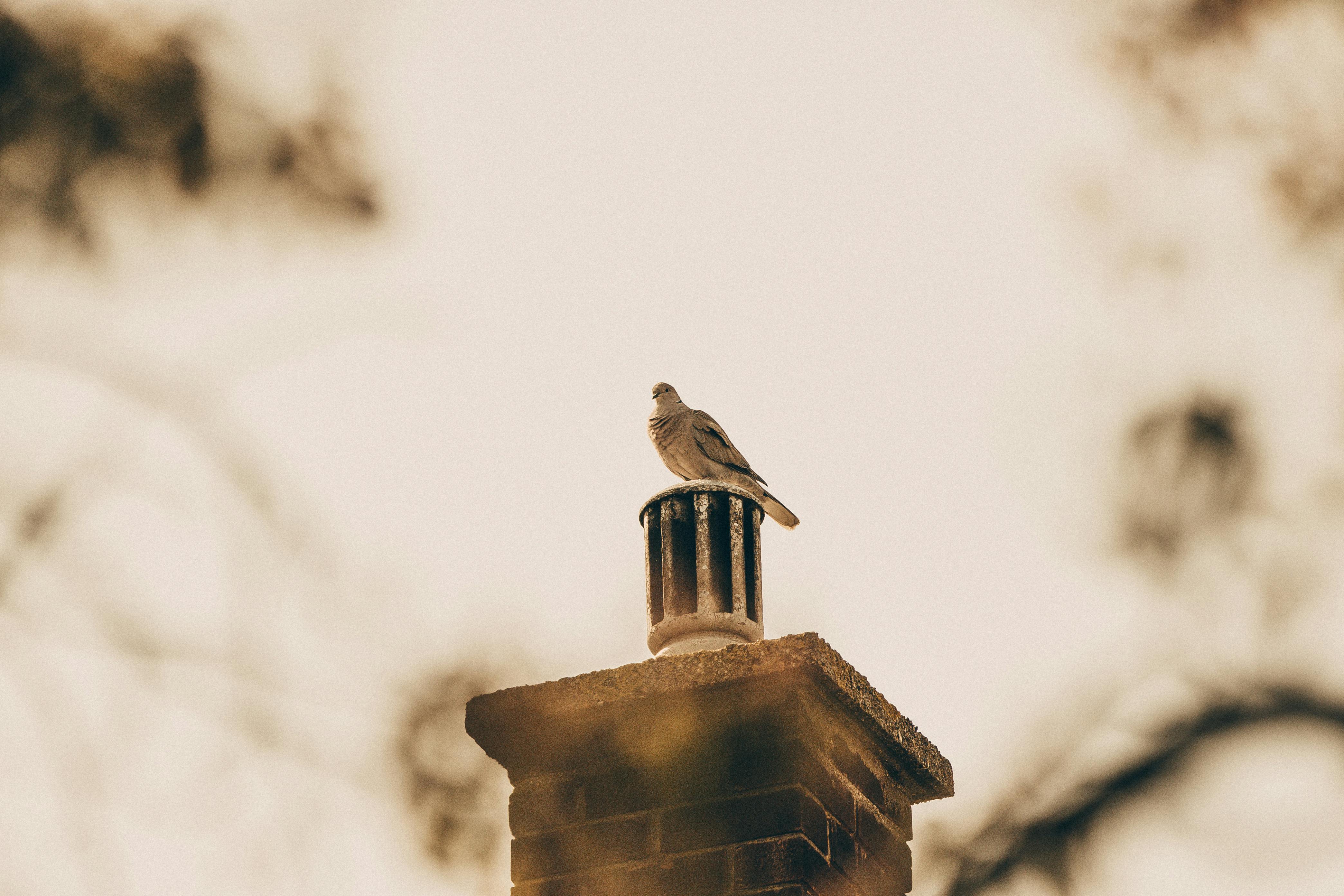 Professional Chimney Cap Installation Services in Coconut Creek, FL Expert Chimney Cap Installation in Coconut Creek, Florida
